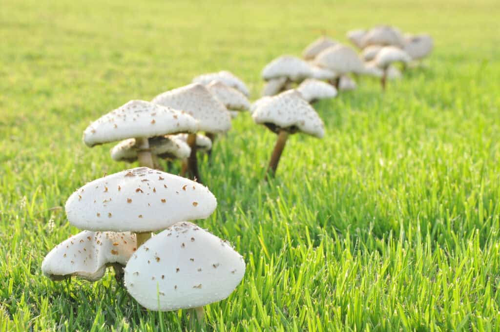 A row of white mushrooms with spotted caps grows in lush green grass, extending into the distance. The mushrooms are clustered closely together, creating a natural, organic line through the grassy field. For those gardening in South Louisiana, these mushrooms can be fascinating to observe and study.