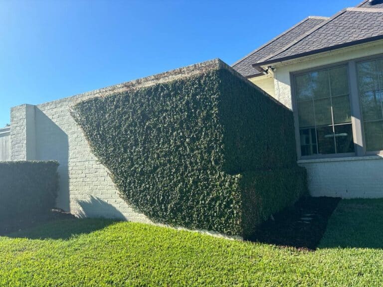 A portfolio piece: A brick wall with dense green ivy beside a house, set by a neat lawn and clear blue sky.