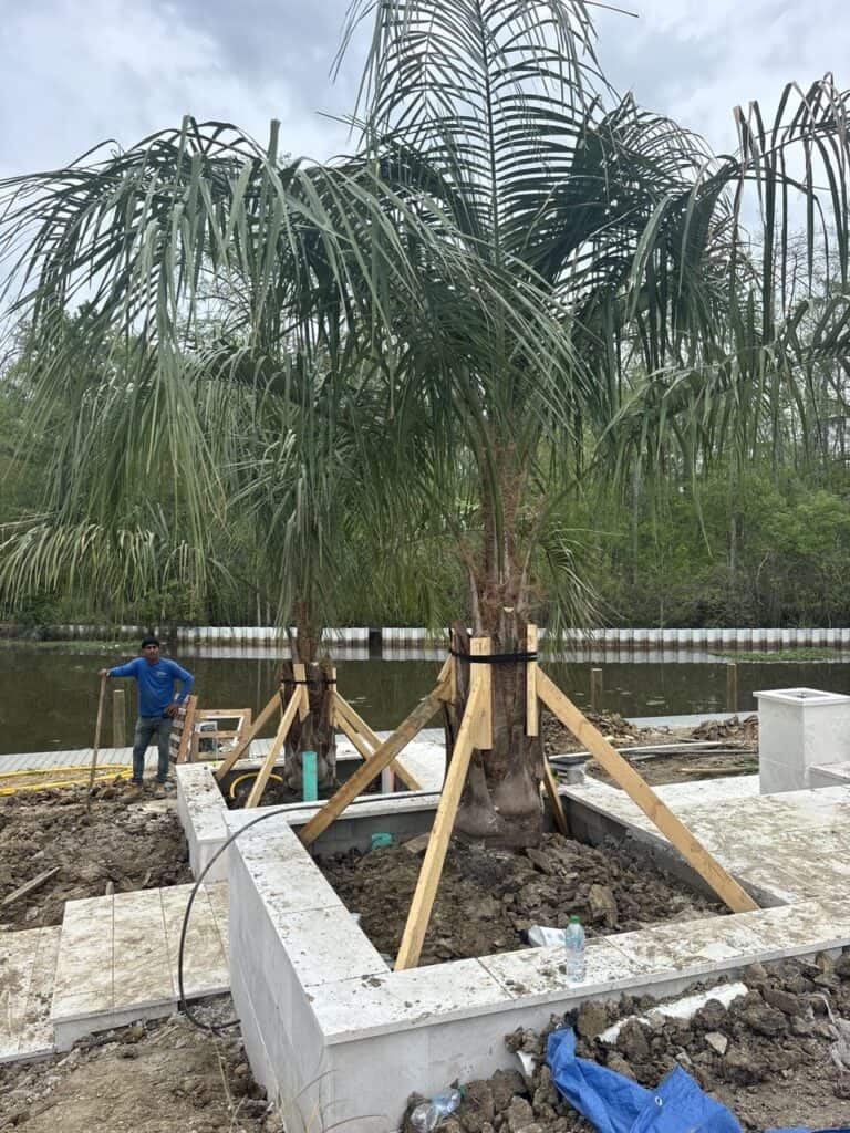 A worker from Green Escapes Landscape stands near two large palm trees in white concrete planters by a canal.